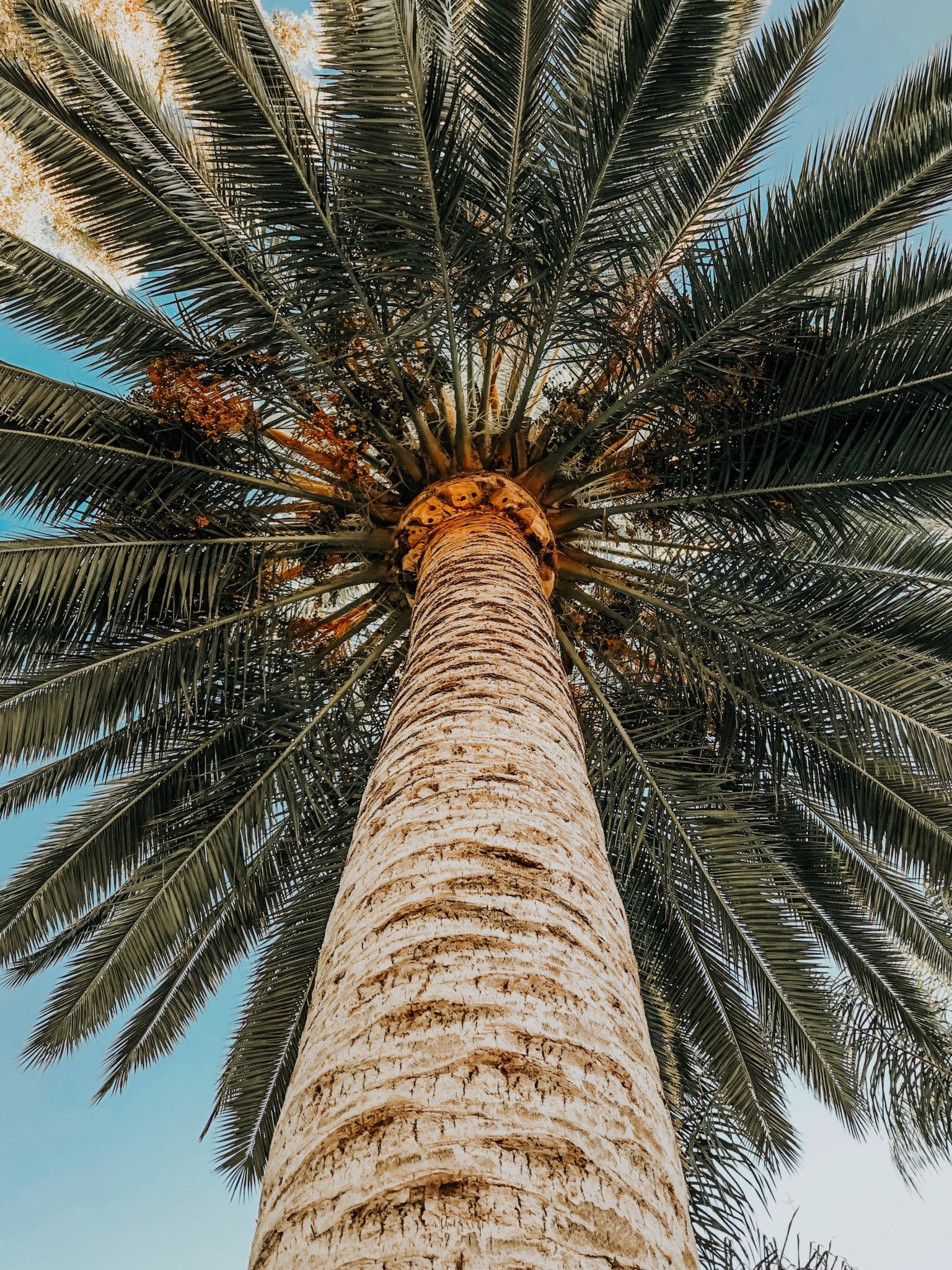 worm's eye view of a coconut tree