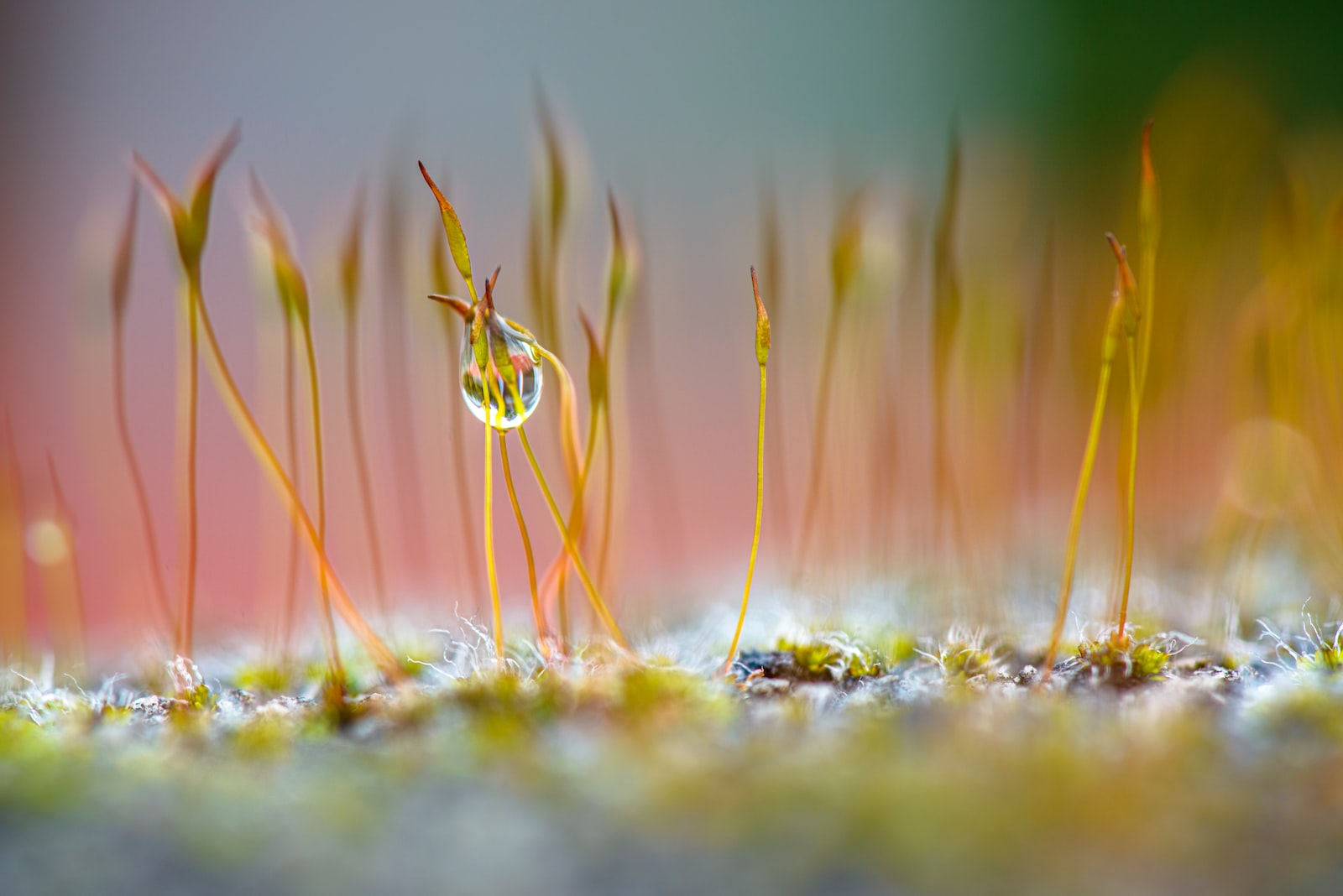 water dew on green grass