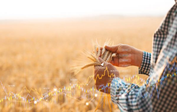 Rough Rice Futures API In Action