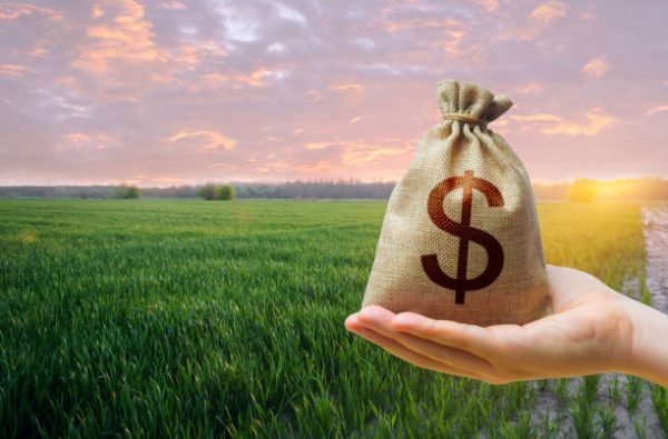 Rough Rice Futures API benefits