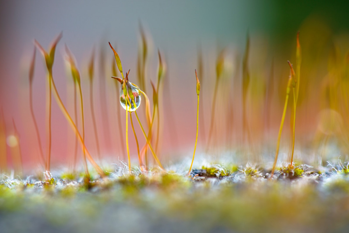 water dew on green grass