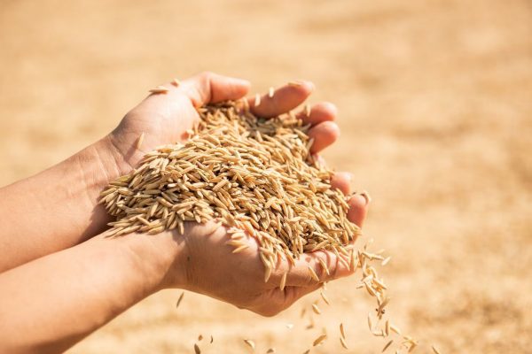 Rough Rice Futures API for Farmers