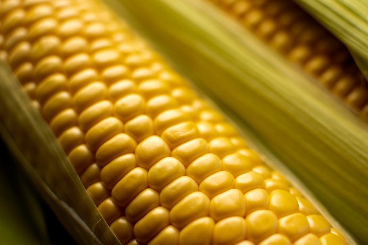 How To Save Money On Corn May 2024 Pricing Using This API