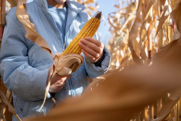 Corn Mar 2024 - Getting Prepare