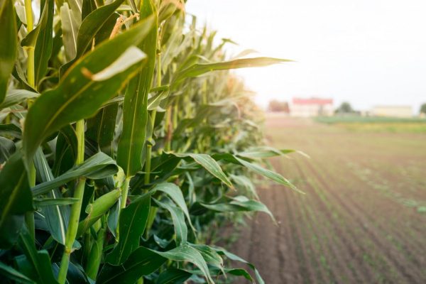 Corn May 2024 Prices with an API
