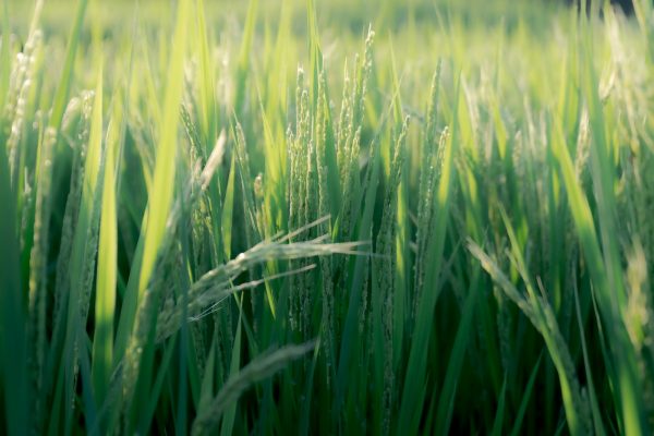 Rough Rice Prices API for farmers